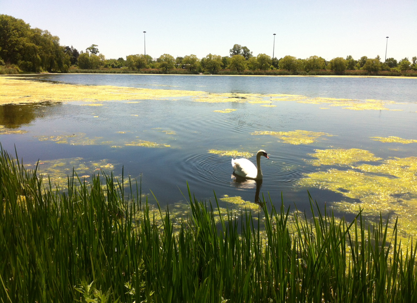 Homes For Sale Toronto, GTA Trevor Lenders, REALTOR®, Royal LePage